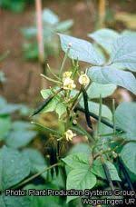 Image result for Vigna radicans