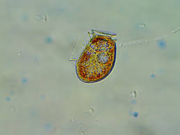 Image result for Paralytic Shellfish Poisoning