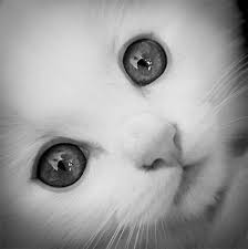 Sandra Colunga (sandra_colunga11)