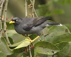Burung jalak kebo kerap terlihat hinggap di atas punggung kerbau yang sedang mencari rumput. Download Mp3 Suara Jalak Kebo Burungmaster Official