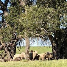 We did not find results for: San Marcos Foothills Preserve 30 Photos Hiking 4046 4074 State St Goleta Ca