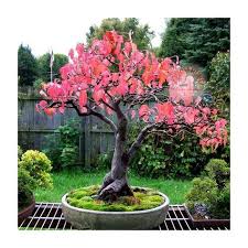 Acer Tataricum Flame Aka Aaaÿaa Tohumu Bonsai 944 146492621 Bonsai Bitkisi Bonsai Agaclari Bahce