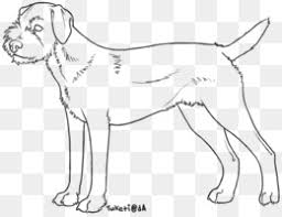 Check spelling or type a new query. Border Terrier Png And Border Terrier Transparent Clipart Free Download Cleanpng Kisspng