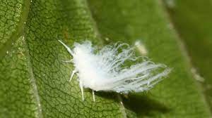 Unfortunately, a few pests, such as the white. What Are Those Tiny White Bugs All Over My Yard Wrcbtv Com Chattanooga News Weather Amp Sports