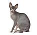 Sphynx Kittens For Sale by Reputable Breeders | Pets4You