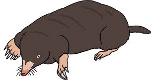 Image result for Mole