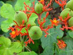 Image result for Jatropha botswanica