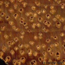 Image result for Gilbertiodendron