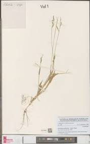 Image result for Urochloa xantholeuca