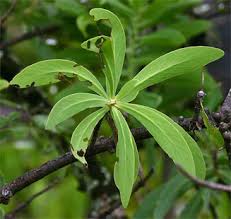 Image result for Protea gaguedi