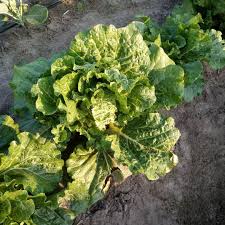 Brassica Pekinensis W Blasku Wschodzacego Slonca Kiedys Przeczytalem Ze Kapusta Pekinska Ma Wieksza Wartosc Biologiczna Niz Kapusta Glo Vegetables Cabbage