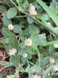 Image result for Alternanthera caracasana