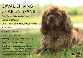 Black And Tan Cavalier King Charles Puppy For Sale Breedoftheweek The Cavalier Pups Are Hard To Resist Sweethearts W King Charles Cavalier Spaniel Puppy Cavalier King Charles Spaniel King Charles Spaniel