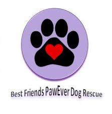 Coastal pet rescue adoption agency serving homeless, abused and neglected dogs, puppies, cats and kittens in the creative coast coastal empire savannah georgia and lowcountry south carolina areas. Dogs Puppies Pet Rescue Animal Shelters In New South Wales Nsw