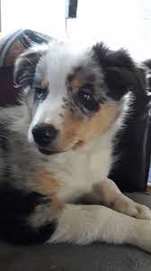 Wizard Blue Merle Tri Border Collie 11 Weeks Collie Puppies Border Collie Merle Border Collie