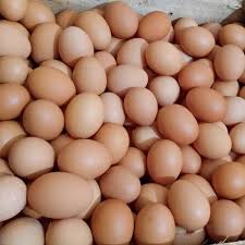 Daya tahan tubuh ayam potong jauh sangat rendah jika kita sandingkan dengan ayam lain sejenis. Detail Gambar Jual Telur Ayam Ras Kota Probolinggo Sumber Rejeki Sbr Tokop
