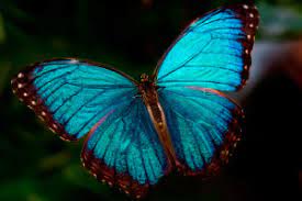 Mariposa Morpho Azul La Mariposa