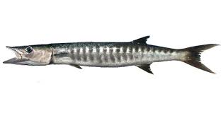 The priceless value of the italian artisan tradition since 1896. Learn About The Pacific Barracuda