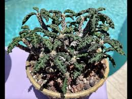 Image result for Euphorbia davyi