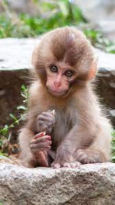 Pin By Anouk Van Maasakkers On Animals To Make Me Smile Pet Monkey Cute Baby Animals Baby Animals