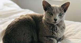 Cats shed hair year round, with an increase in the spring. 10 Cats That Don T Shed To Save Your Couch And Possibly Your Sinuses