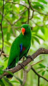 Download and use 50,000+ mobile wallpaper stock photos for free. Birds Hd Wallpapers For Mobile Parrot In The Forest 1080x1920 Wallpaper Teahub Io