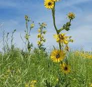 Compass Plant