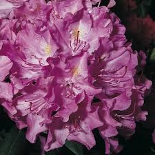 Vigorous, rhododendron 'roseum elegans' is a large, dense, broadleaf evergreen shrub that is valued for its large rounded clusters of rosy lavender flowers. Hybriden Pg I Stecklingvermehrt In 4l 5l 10l