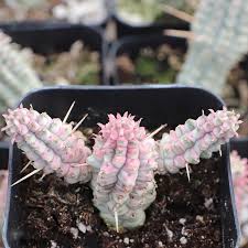 Image result for Euphorbia corniculata