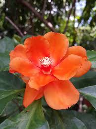 Image result for Pereskia