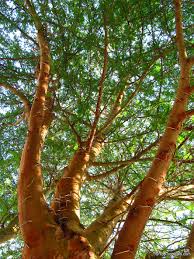Image result for Acacia xanthophloea