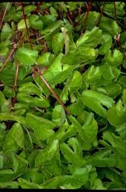Image result for Centella virgata