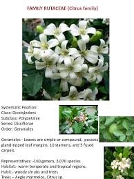 Image result for Rutaceae