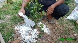 Pembekal Baja Taiping Cara Tanam Anak Pokok Ke Tanah Dari Polybag