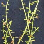 Image result for Anagallis pumila