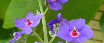Maybe you would like to learn more about one of these? Pleroma Species Glory Bush Silver Leafed Princess Flower Pleroma Heteromalla