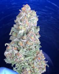 G13 haze is a genetic offspring of g13, and let's just say, the acorn doesn't fall far from the tree. Barney S Farm G13 Haze Samen Green Parrot