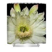 Learn how to grow this plant at houseplant411.com. Arizona Queen Of The Night Cactus Bloom Photograph By Christopher Kretz