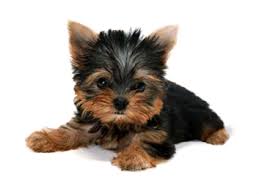 Image result for dog image no background