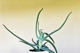 Image result for Aloe rulkensii
