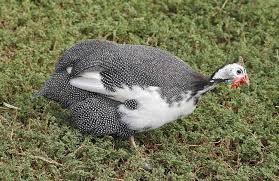 5 tips for raising guinea fowl. Guinea Fowl Eggs Height Size And Raising Tips