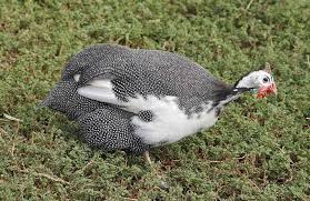 Compared to eggs from grey guinea fowl, eggs obtained from white guinea fowl had a more rounded shape and lighter shell colour. Guinea Fowl Eggs Height Size And Raising Tips