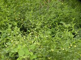 Image result for Sida acuta