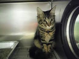 2517 kennedy blvd, tampa, fl. Urgent Pet Care Of South Tampa Petslover