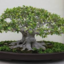 Come spring time i'm planning on repotting the tree using a slightly larger bonsai pot, leaving at least 60% of the original soil, maybe adding a bit of sphagnum moss. Ginseng Ficus The Perfect Bonsai Tree For The Beginner Dengarden