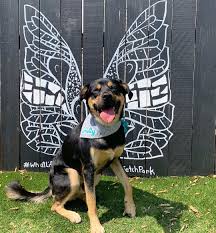 Smittythepup Dog Dog Education Puppy Click On The Link Below To Educate Your Dogs Easily Dogs Your Dog Puppies