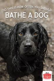 How Often To Bathe A Dog Guide For Pet Parents Good Doggies Online Bathing A Puppy Dogs Doggy