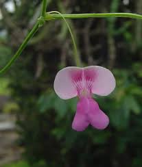 Image result for Galactia striata