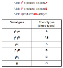 genes and blood type in abo blood group inheritance what