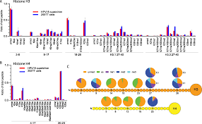 They focus mainly on character development and plot rather than action and gameplay mechanics. Histone Modifications In Papillomavirus Virion Minichromosomes Mbio